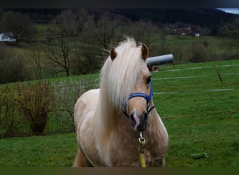 Shetland, Stallone, 17 Anni, 100 cm, Pezzato
