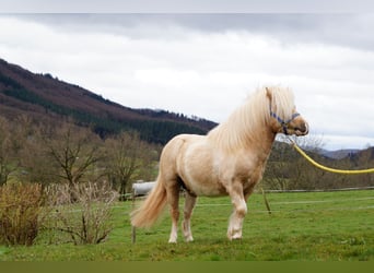 Shetland, Stallone, 17 Anni, 100 cm, Pezzato