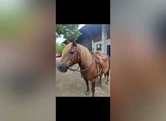 El poni de silla polaco, Caballo castrado, 12 años, 140 cm, Castaño