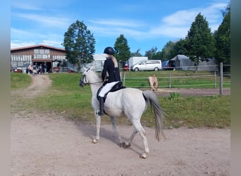 El poni de silla polaco Mestizo, Caballo castrado, 12 años, Tordo