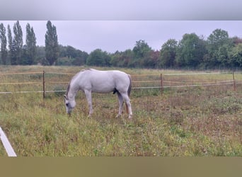 El poni de silla polaco Mestizo, Caballo castrado, 12 años, Tordo