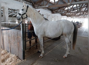 El poni de silla polaco Mestizo, Caballo castrado, 12 años, Tordo