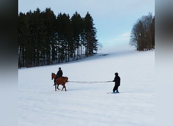 El poni de silla polaco, Caballo castrado, 13 años, 148 cm, Alazán