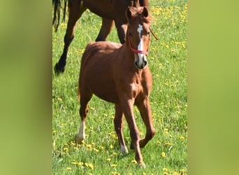 El poni de silla polaco, Caballo castrado, 13 años, 148 cm, Alazán