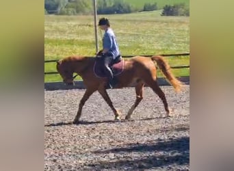 El poni de silla polaco, Caballo castrado, 13 años, 148 cm, Alazán