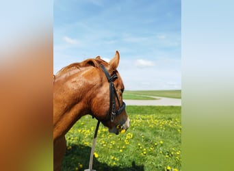 El poni de silla polaco, Caballo castrado, 13 años, 148 cm, Alazán