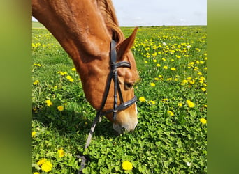 El poni de silla polaco, Caballo castrado, 13 años, 148 cm, Alazán