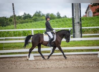 El poni de silla polaco, Caballo castrado, 14 años, 144 cm, Morcillo