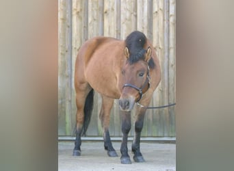 El poni de silla polaco, Caballo castrado, 14 años, 145 cm, Castaño
