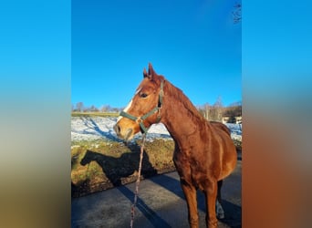 El poni de silla polaco, Caballo castrado, 14 años, 148 cm, Alazán