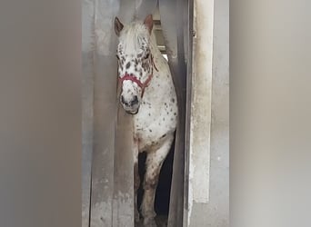 El poni de silla polaco Mestizo, Caballo castrado, 16 años, 150 cm, Atigrado/Moteado