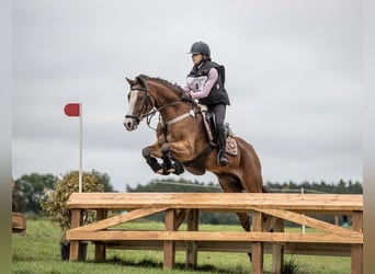 El poni de silla polaco, Caballo castrado, 17 años, 148 cm, Castaño rojizo