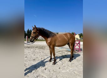 El poni de silla polaco, Caballo castrado, 1 año, 150 cm, Bayo