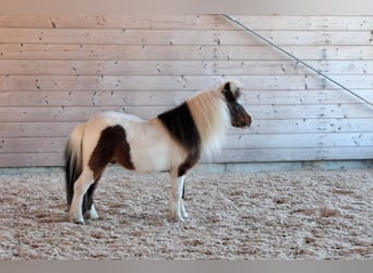 El poni de silla polaco, Caballo castrado, 22 años