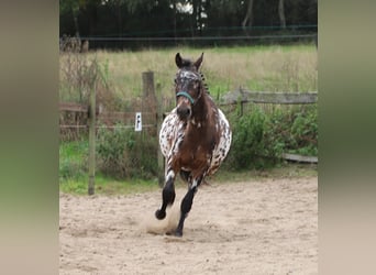 El poni de silla polaco, Caballo castrado, 3 años, 147 cm, Atigrado/Moteado