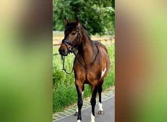 El poni de silla polaco, Caballo castrado, 4 años, 145 cm, Bayo