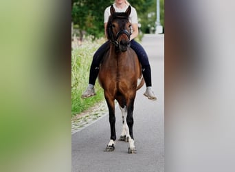 El poni de silla polaco, Caballo castrado, 4 años, 145 cm, Bayo