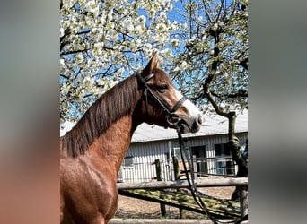 El poni de silla polaco, Caballo castrado, 4 años, 150 cm, Alazán