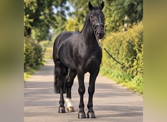 El poni de silla polaco, Caballo castrado, 4 años, 170 cm, Negro
