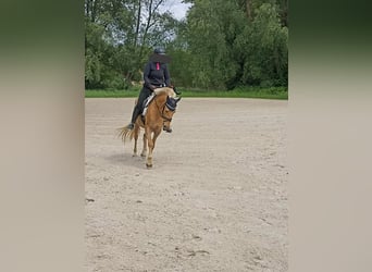 El poni de silla polaco, Caballo castrado, 5 años, 145 cm, Palomino