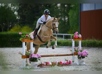 El poni de silla polaco, Caballo castrado, 5 años, 153 cm, Palomino