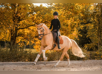 El poni de silla polaco, Caballo castrado, 5 años, 153 cm, Palomino