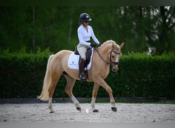 El poni de silla polaco, Caballo castrado, 5 años, 153 cm, Palomino