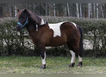 El poni de silla polaco Mestizo, Caballo castrado, 6 años, 115 cm, Pío