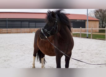 El poni de silla polaco, Caballo castrado, 6 años, 134 cm, Pío