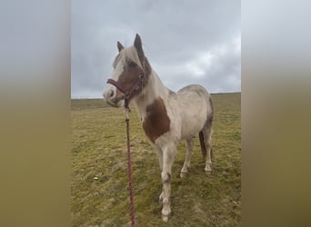 El poni de silla polaco, Caballo castrado, 6 años, 140 cm, Pío