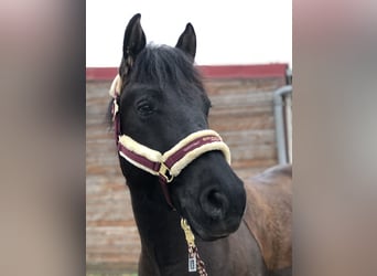 El poni de silla polaco, Caballo castrado, 6 años, 150 cm, Negro