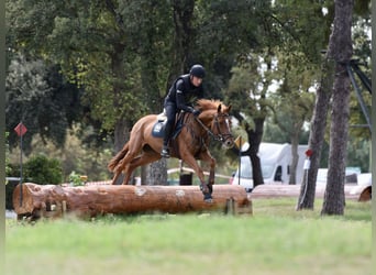 El poni de silla polaco, Caballo castrado, 6 años, 166 cm, Alazán