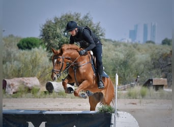 El poni de silla polaco, Caballo castrado, 6 años, 166 cm, Alazán