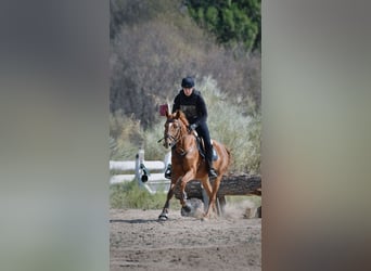 El poni de silla polaco, Caballo castrado, 6 años, 166 cm, Alazán