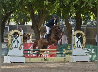 El poni de silla polaco, Caballo castrado, 6 años, 166 cm, Alazán