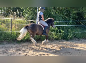 El poni de silla polaco Mestizo, Caballo castrado, 7 años, 115 cm, Castaño