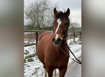 El poni de silla polaco, Caballo castrado, 7 años, 139 cm, Pío