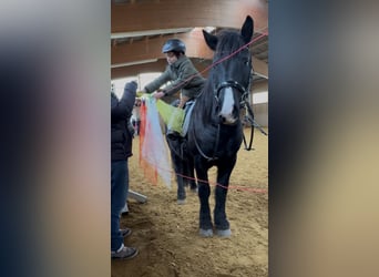 El poni de silla polaco, Caballo castrado, 7 años, 144 cm, Negro