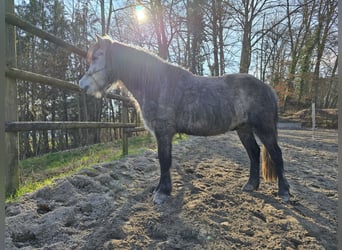 El poni de silla polaco, Caballo castrado, 8 años, 130 cm, Tordillo negro
