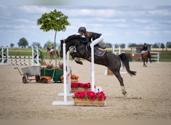 El poni de silla polaco, Caballo castrado, 9 años, 138 cm, Negro