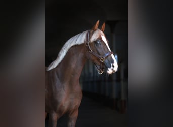 El poni de silla polaco, Semental, 3 años, 150 cm, Alazán-tostado