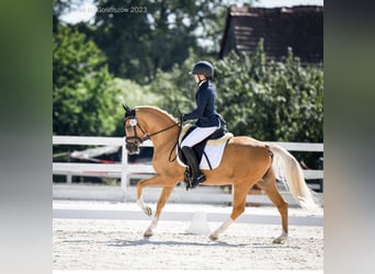 El poni de silla polaco, Semental, 5 años, 147 cm, Palomino