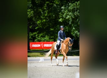 El poni de silla polaco, Semental, 5 años, 147 cm, Palomino