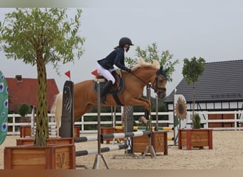 El poni de silla polaco, Semental, 5 años, 147 cm, Palomino