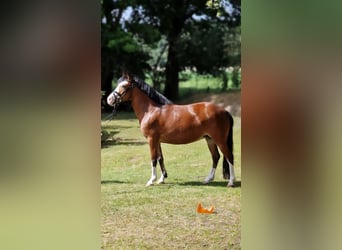 El poni de silla polaco, Yegua, 10 años, 133 cm, Castaño