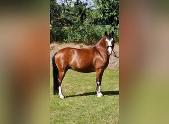 El poni de silla polaco, Yegua, 10 años, 133 cm, Castaño