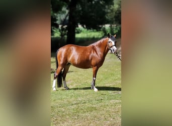 El poni de silla polaco, Yegua, 10 años, 133 cm, Castaño