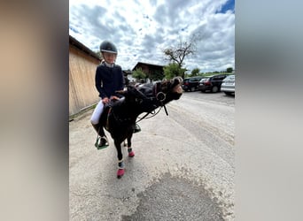 El poni de silla polaco, Yegua, 11 años, 110 cm, Negro