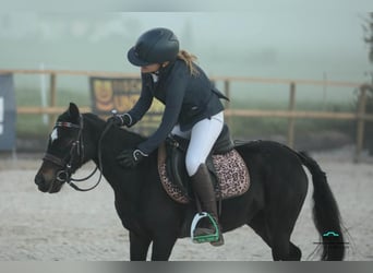 El poni de silla polaco, Yegua, 11 años, 110 cm, Negro