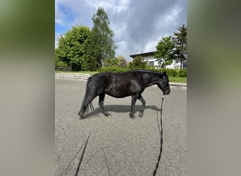 El poni de silla polaco, Yegua, 12 años, 140 cm, Negro